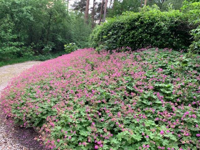 Het Fazantenbosje Villa Dalfsen Bagian luar foto